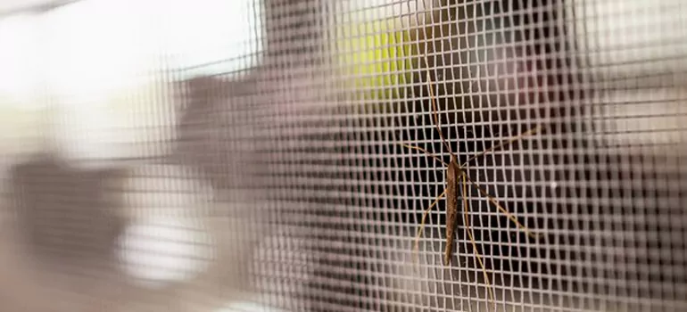 Repair Mosquito Mesh For Windows in Holiday, FL
